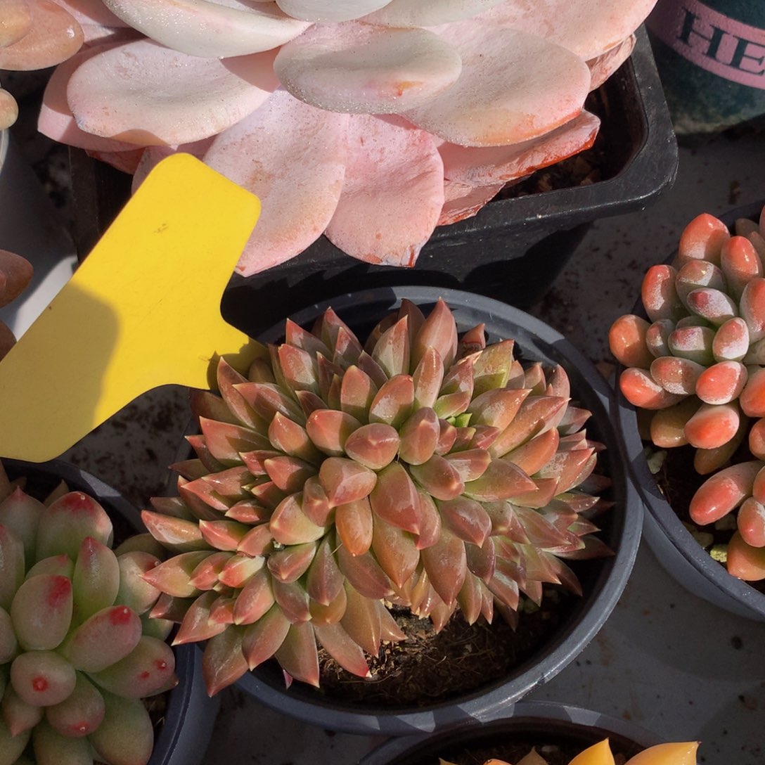 幻影美人追526265226626