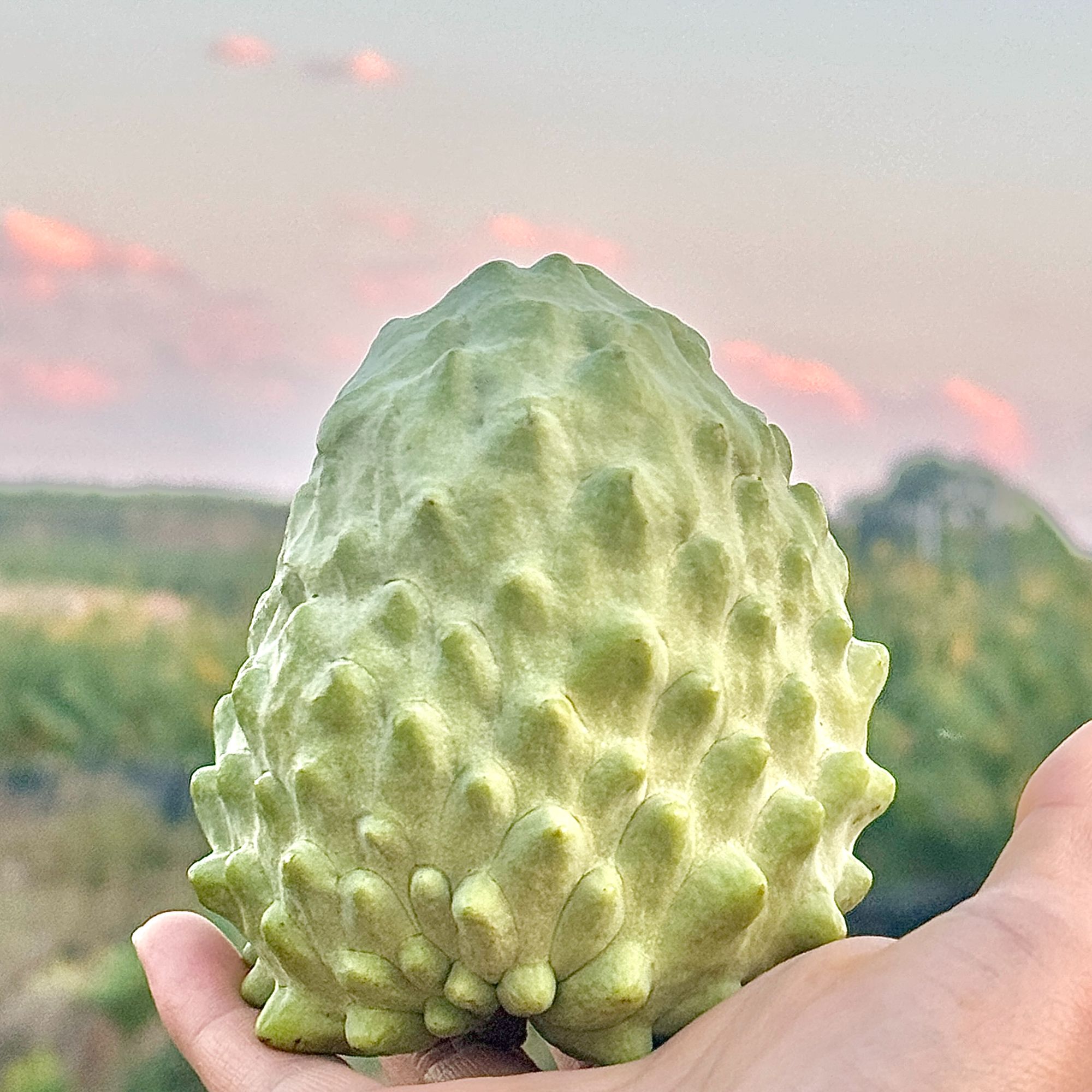 中通快递 A+果王【放软食用】云南牛奶凤梨释迦果时令鲜果树上淇淋