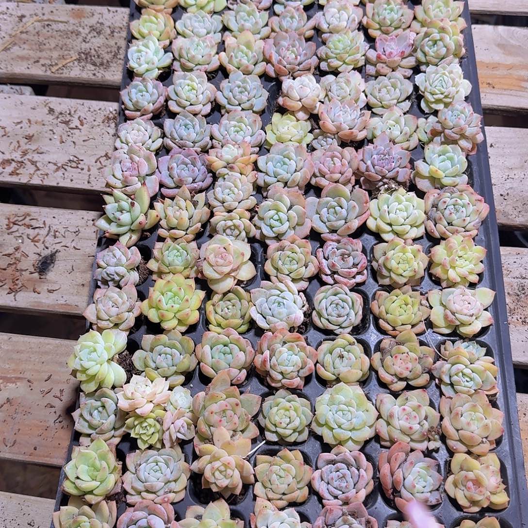 瑕疵不售后福利146