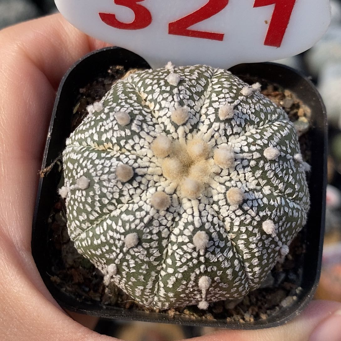 321奇迹兜系列福利来