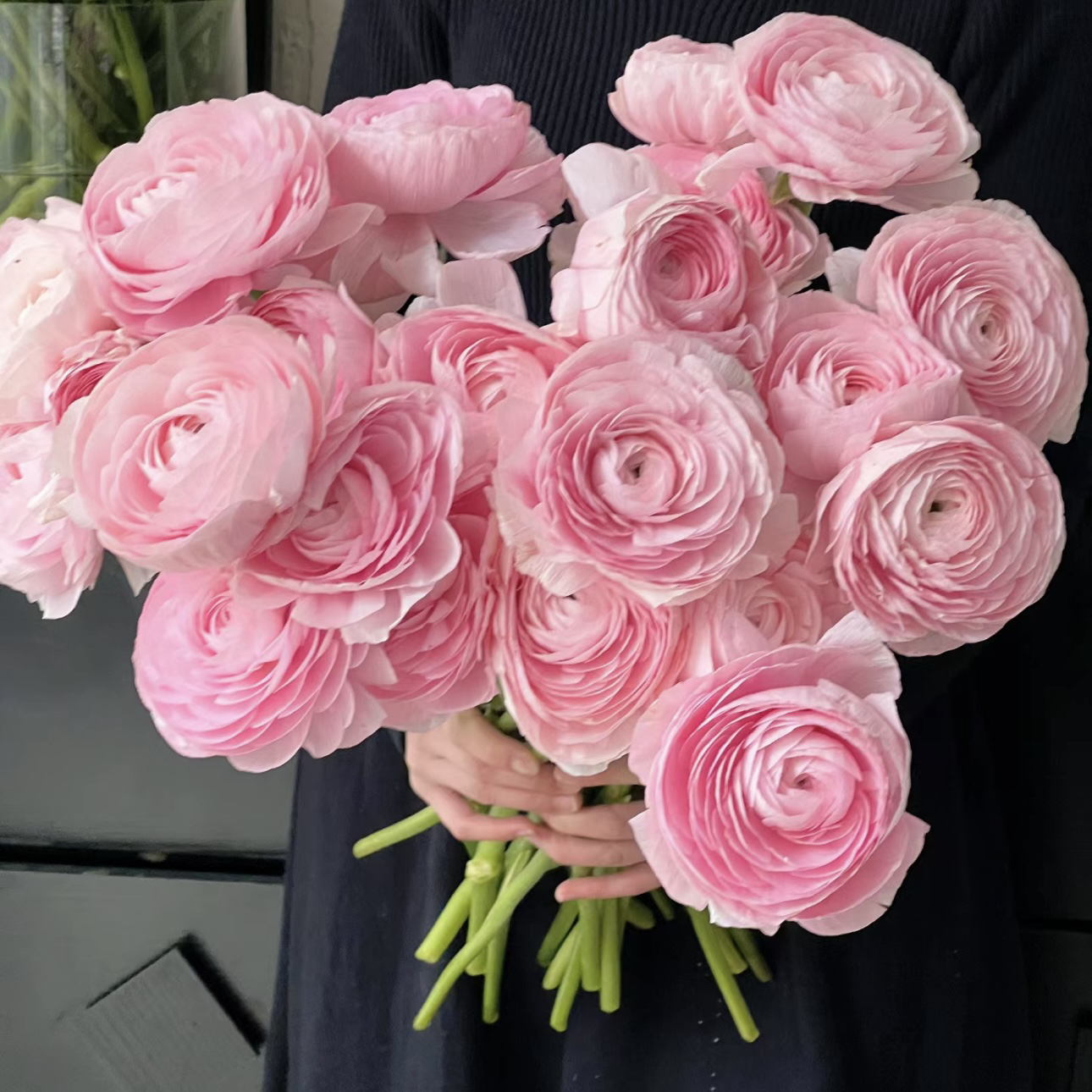 【杨鹏鲜花】樱花粉河内 洋牡丹（养护找客服不保水生花苞发货）