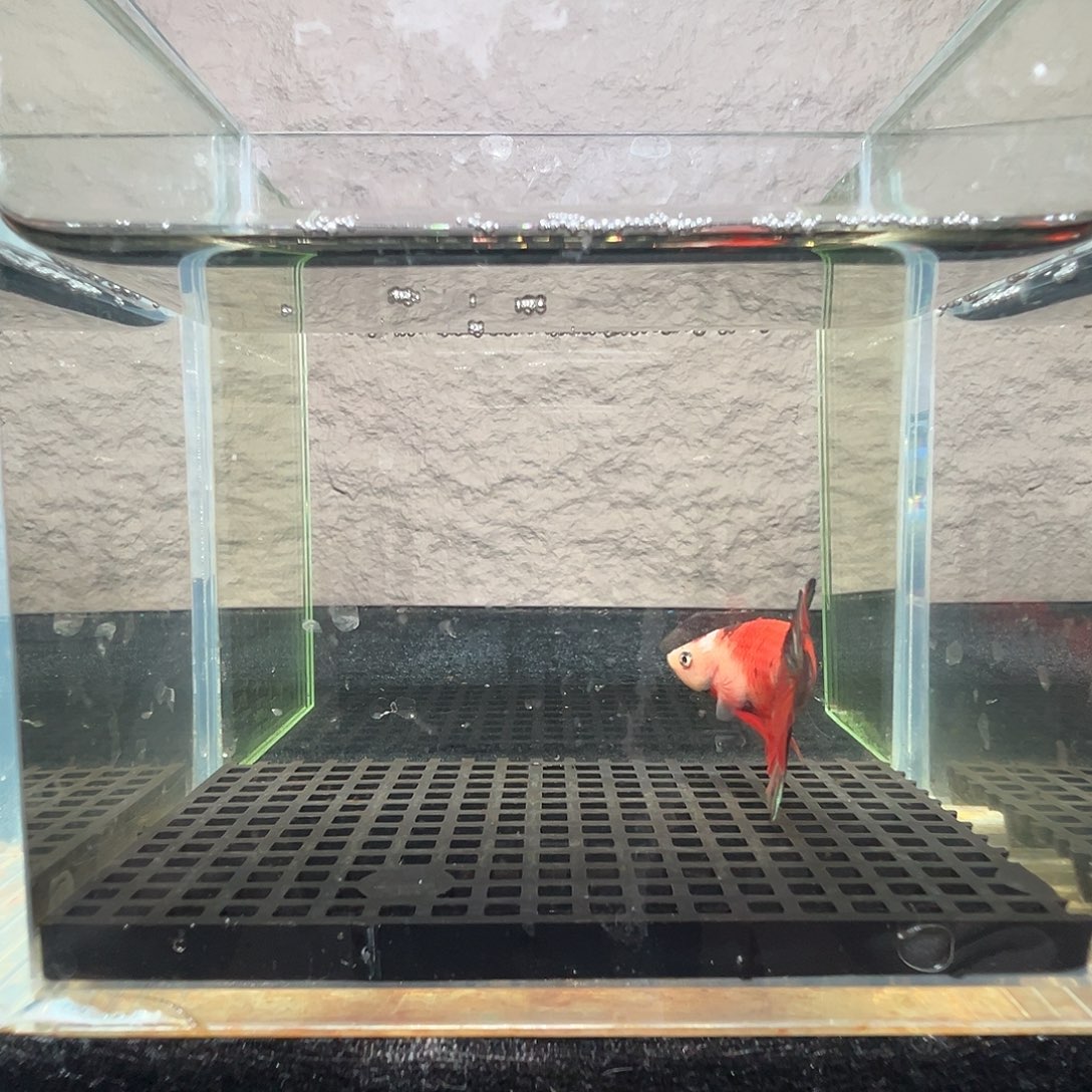 斗鱼阿浩泰斗22日77