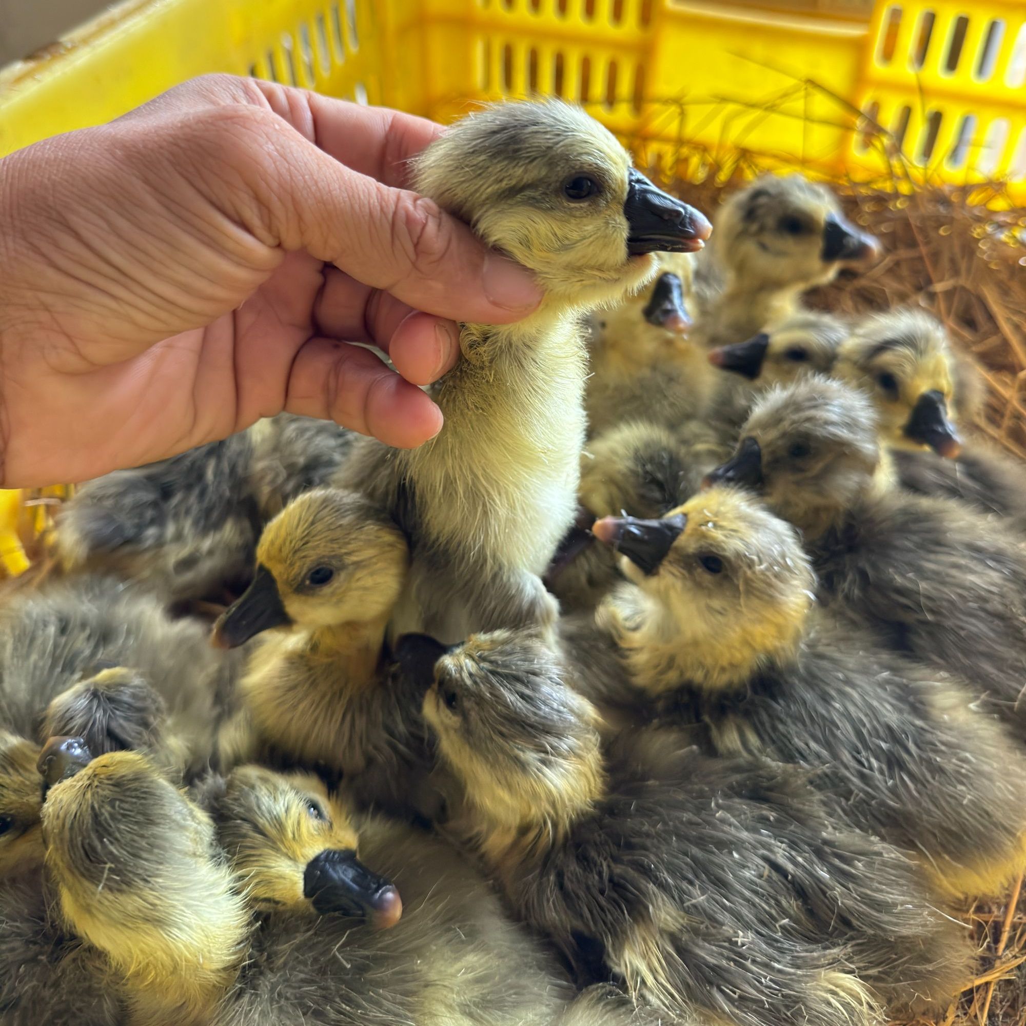 三两（左右）小马哥（狮头）娥特大品种顺丰包邮宠物鸭鹅活体禽类