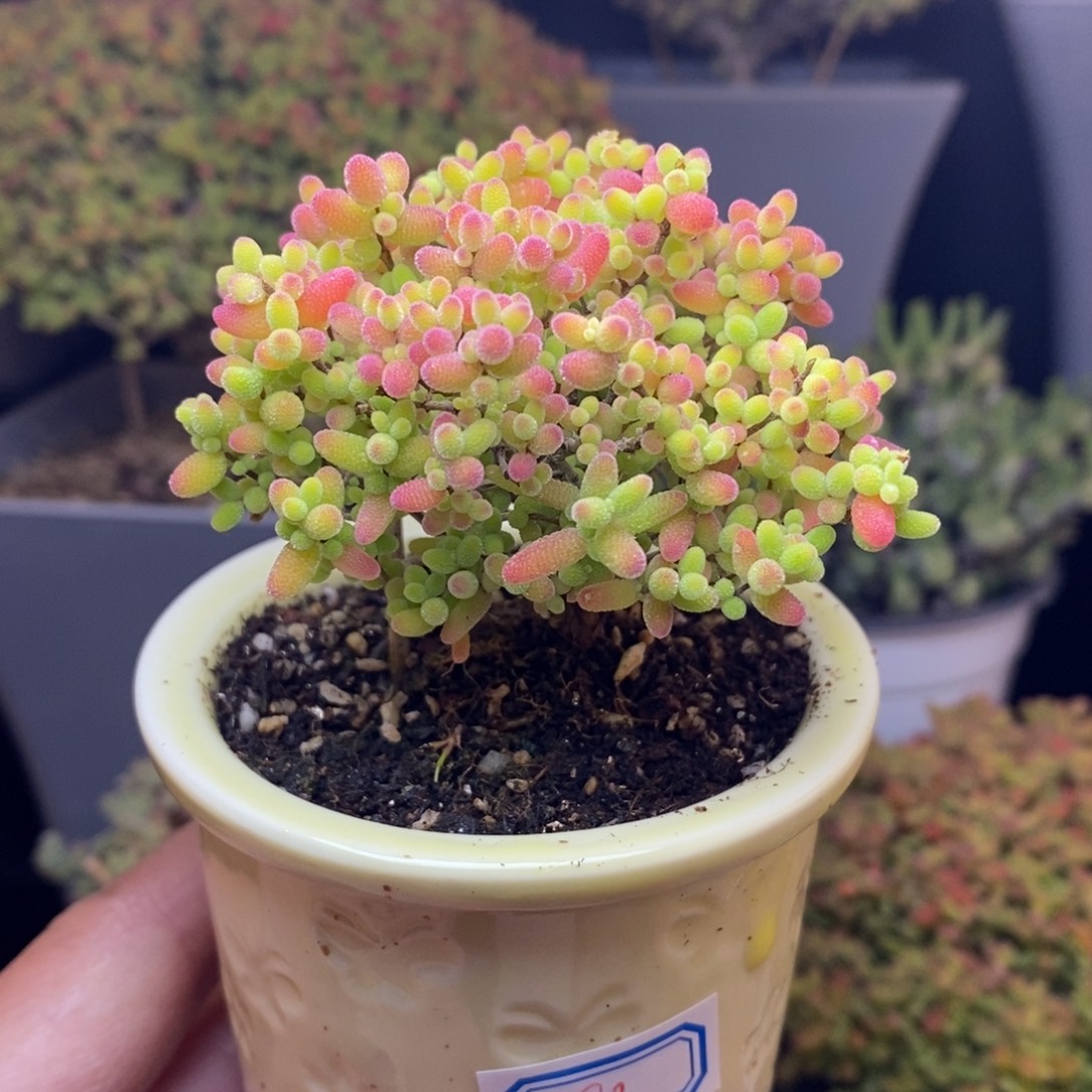 无花朵20号蜜橘糖球（带盆）