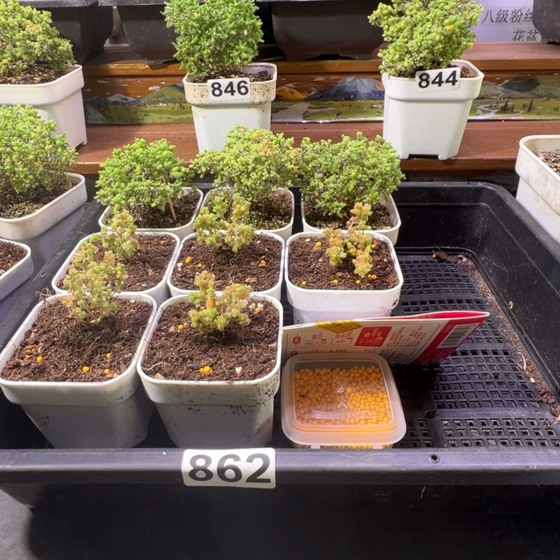 枝干番杏多肉植物862安