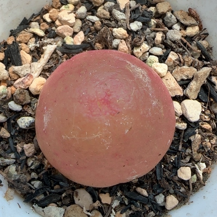 513灯泡尺寸2.4带盆土