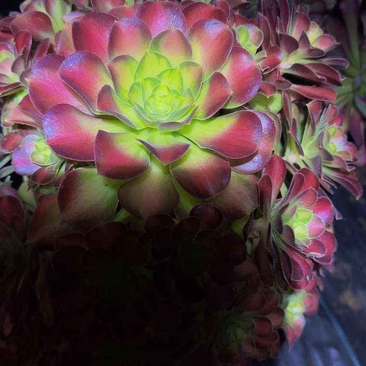 韶华巨无霸捧花特价福利51