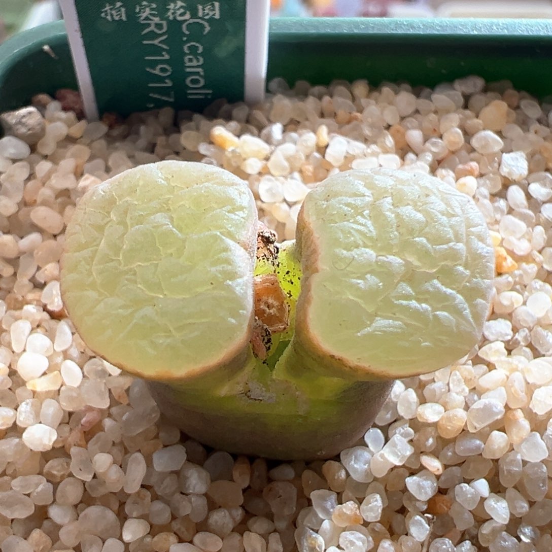 322优选1917banke磁铁内双