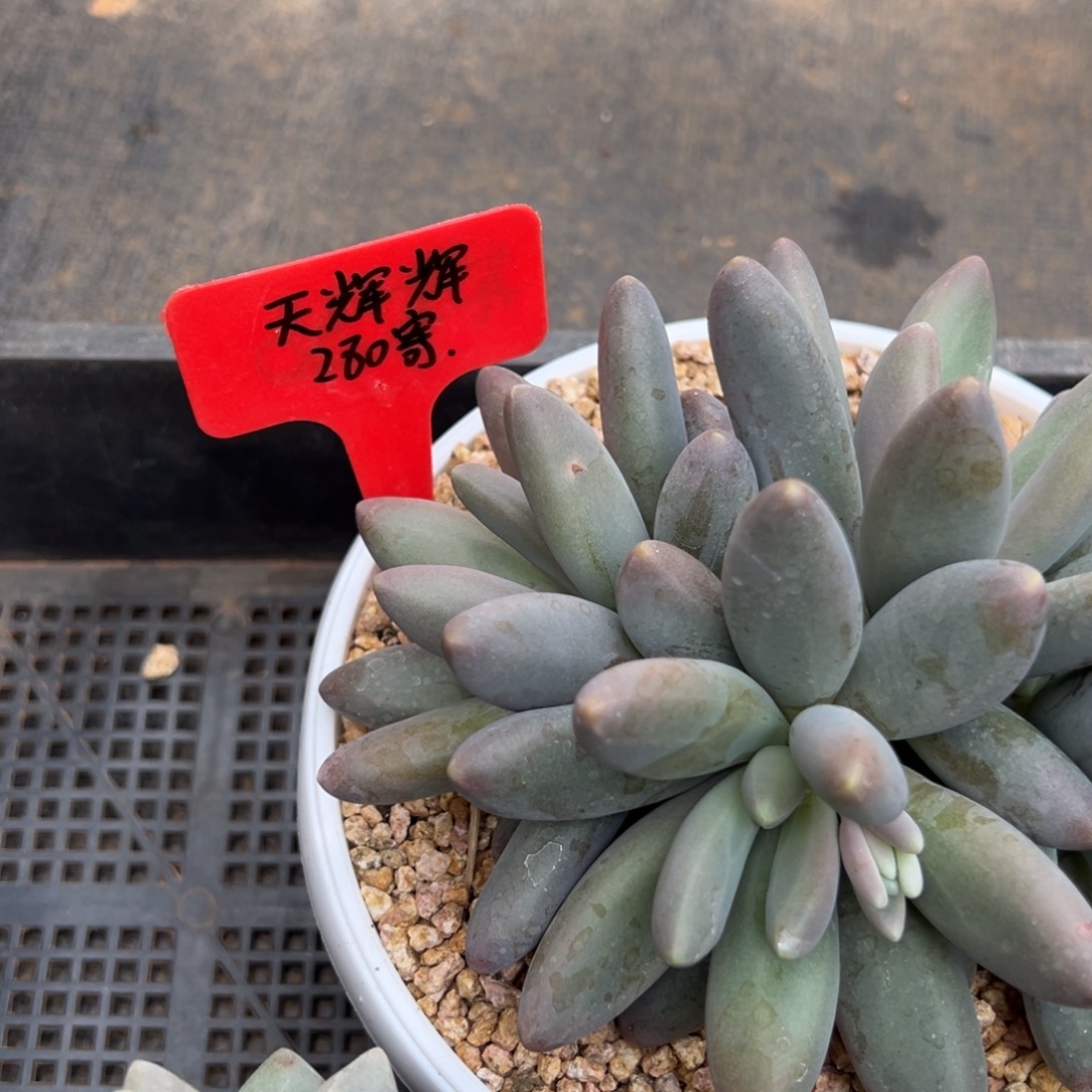 天***辉天辉辉寄养。        