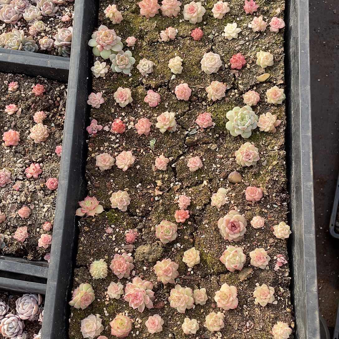 工***羊233。定。                