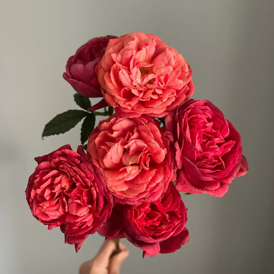 七叶花坊# 【变色龙果汁】鲜花优选 顺丰直发玫瑰花品牌