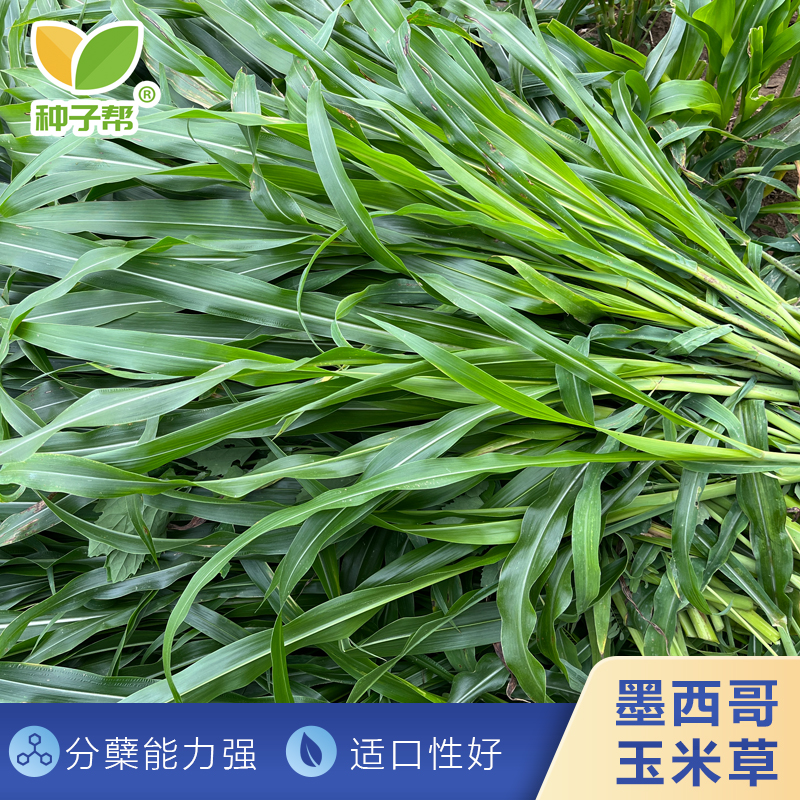 墨西哥玉米草种子春夏耐热喜水肥产量高营养好养殖牛羊鱼现割现喂