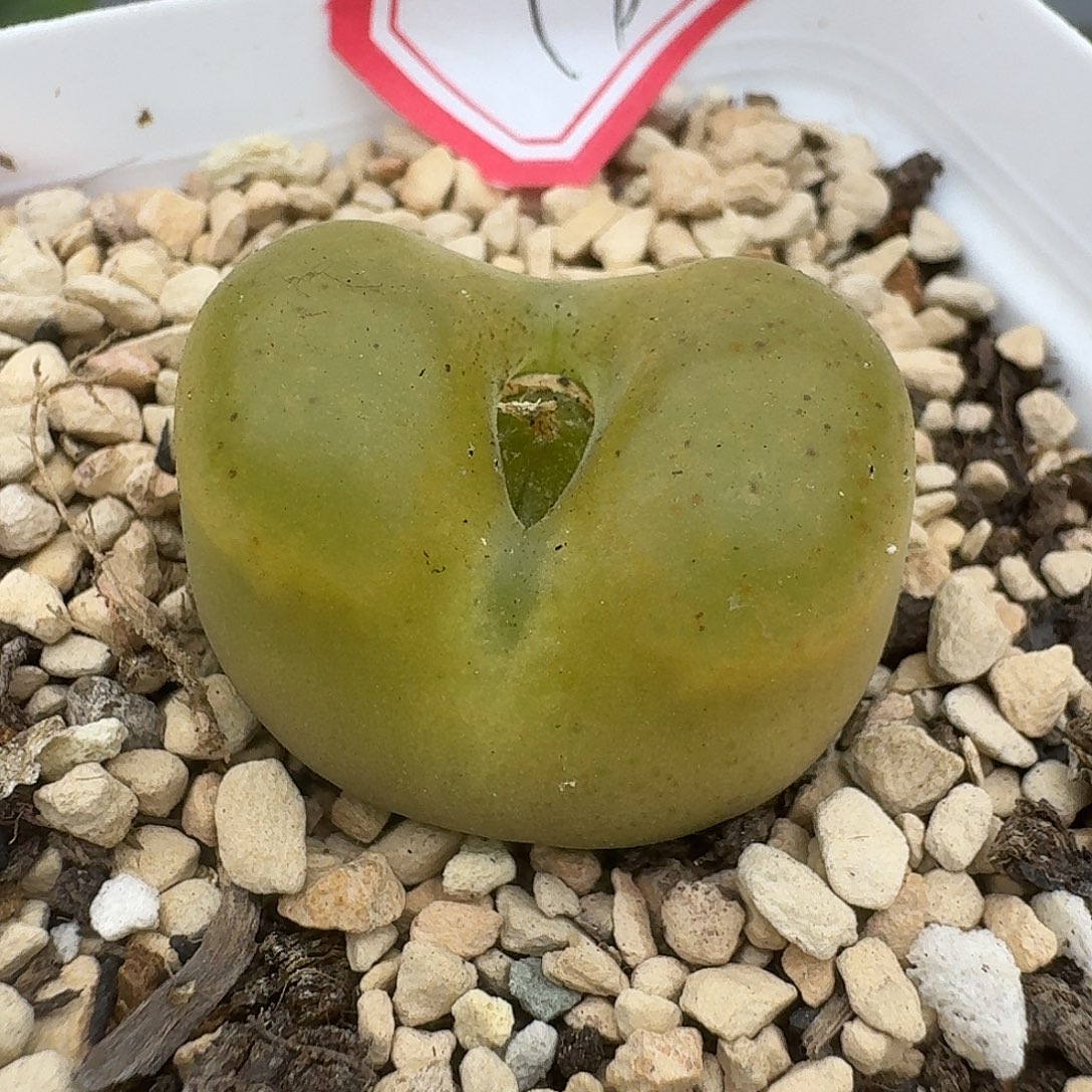 182多肉哈哈哈哈哈哈哈哈