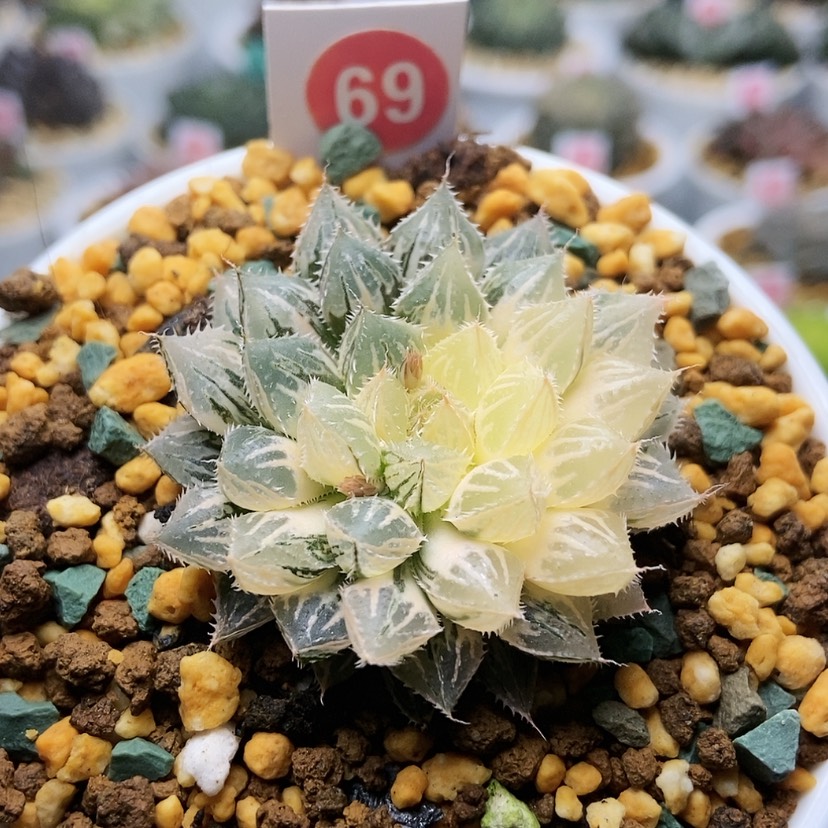 【闪购商品】69楼兰锦