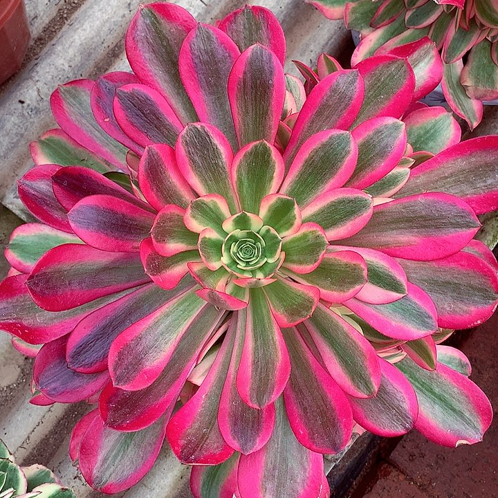 粉体美杜莎啊啊啊啊啊啊