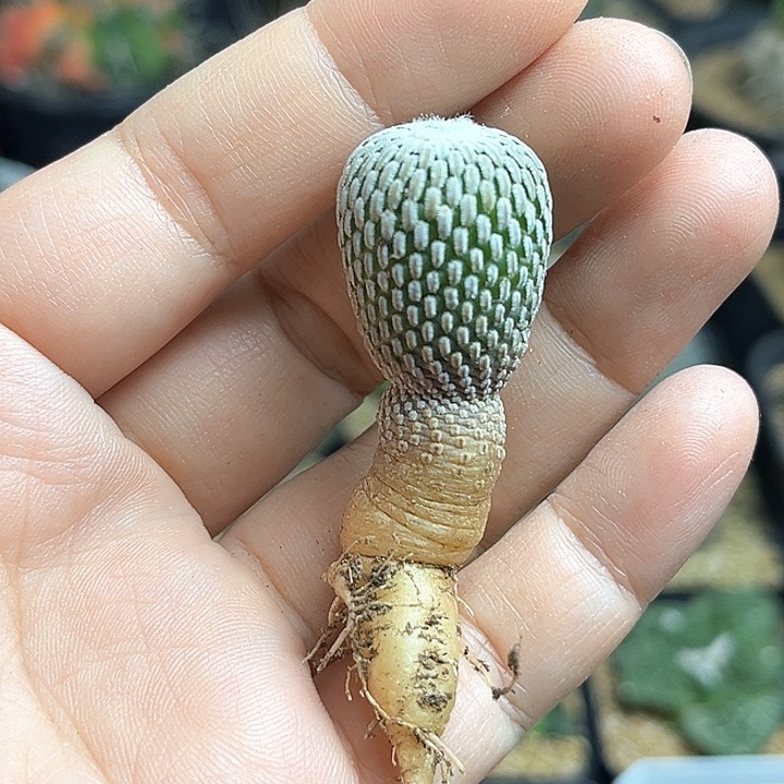 雪顶浓赤花精巧殿实生2公分