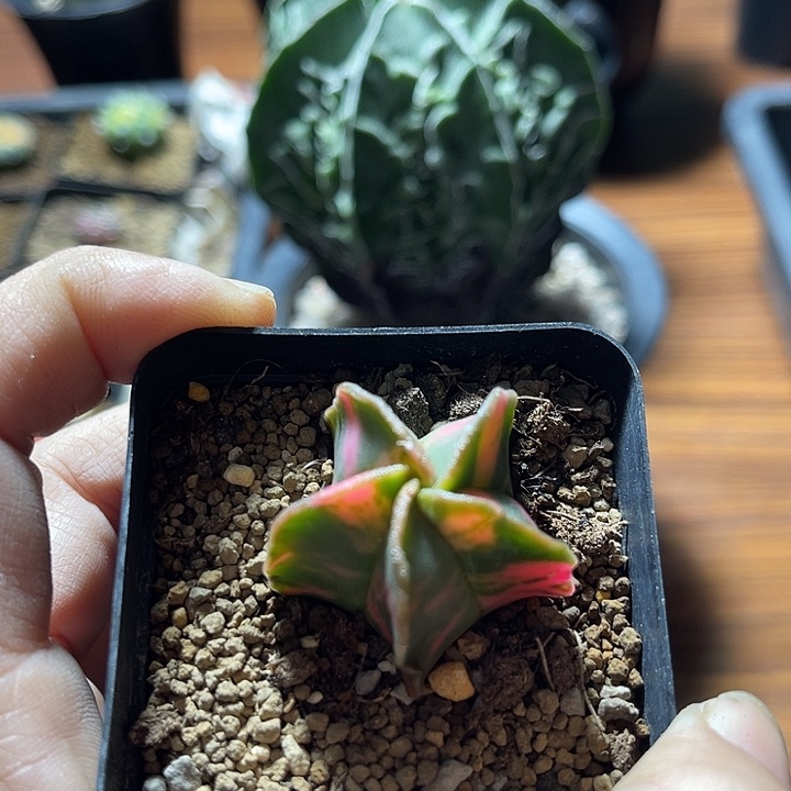 维***维专拍链接鸾凤玉仙人球