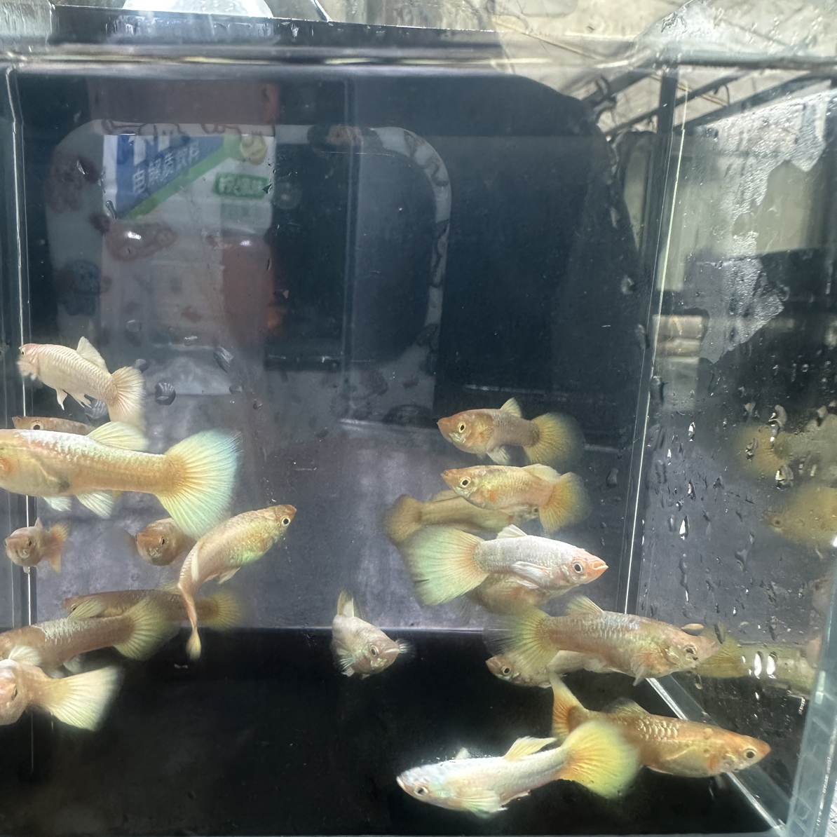 满鳞黄金（实物以直播间为准）