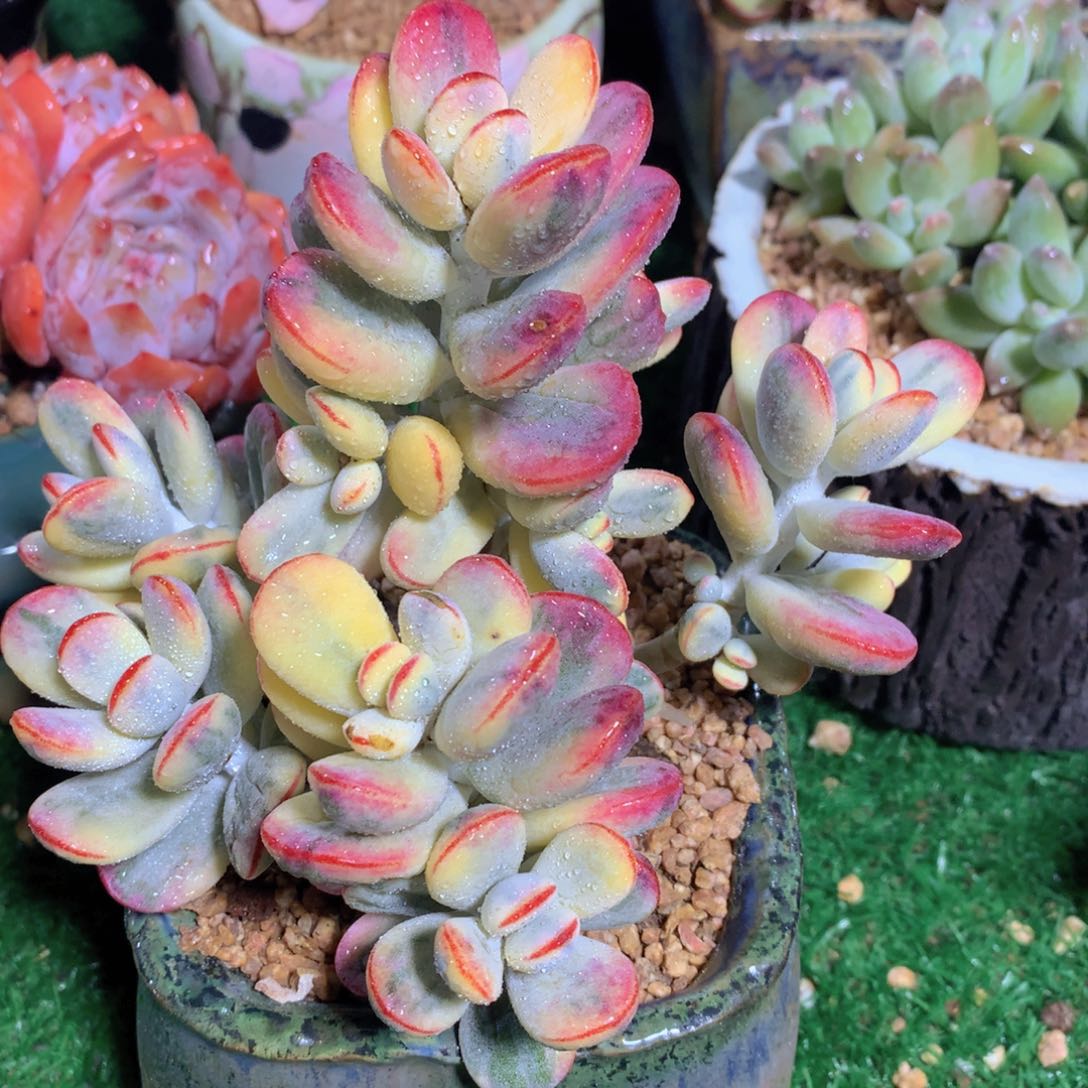 乒乓福娘锦15 公分一物一拍