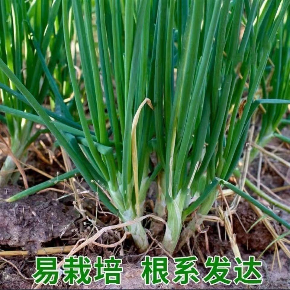 【全场满5包包邮】分多多分葱种子四季高产香葱分多多分葱蔬菜种子