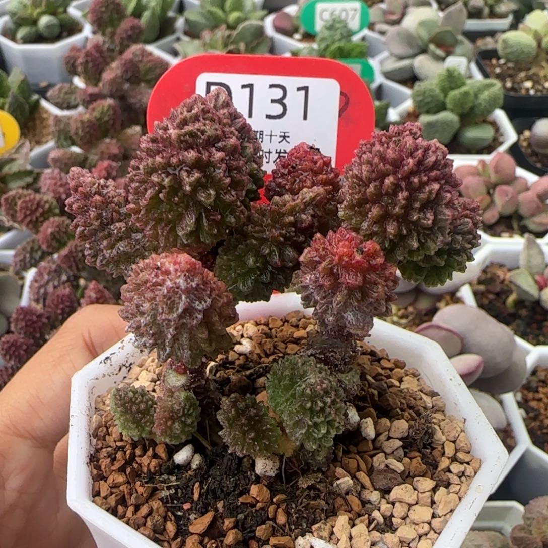 朱紫玉老桩子。  131。   