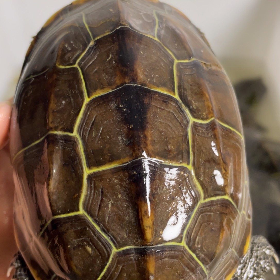 苏北金线冷水草龟