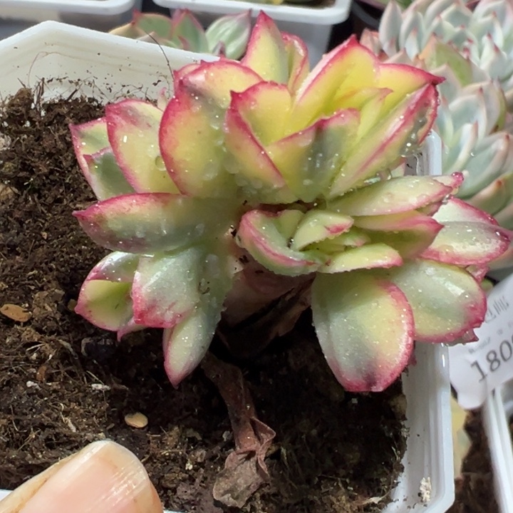 女王八头朵朵缀多肉植物1816