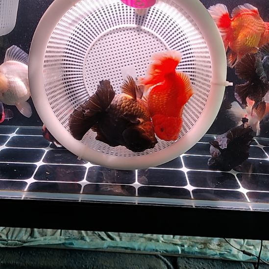 海水鱼渔场福利特价鱼老板专拍
