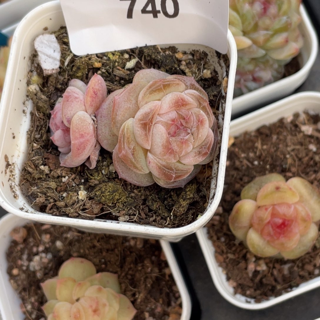 不***朽740号糖心冰心珍妮 不包整