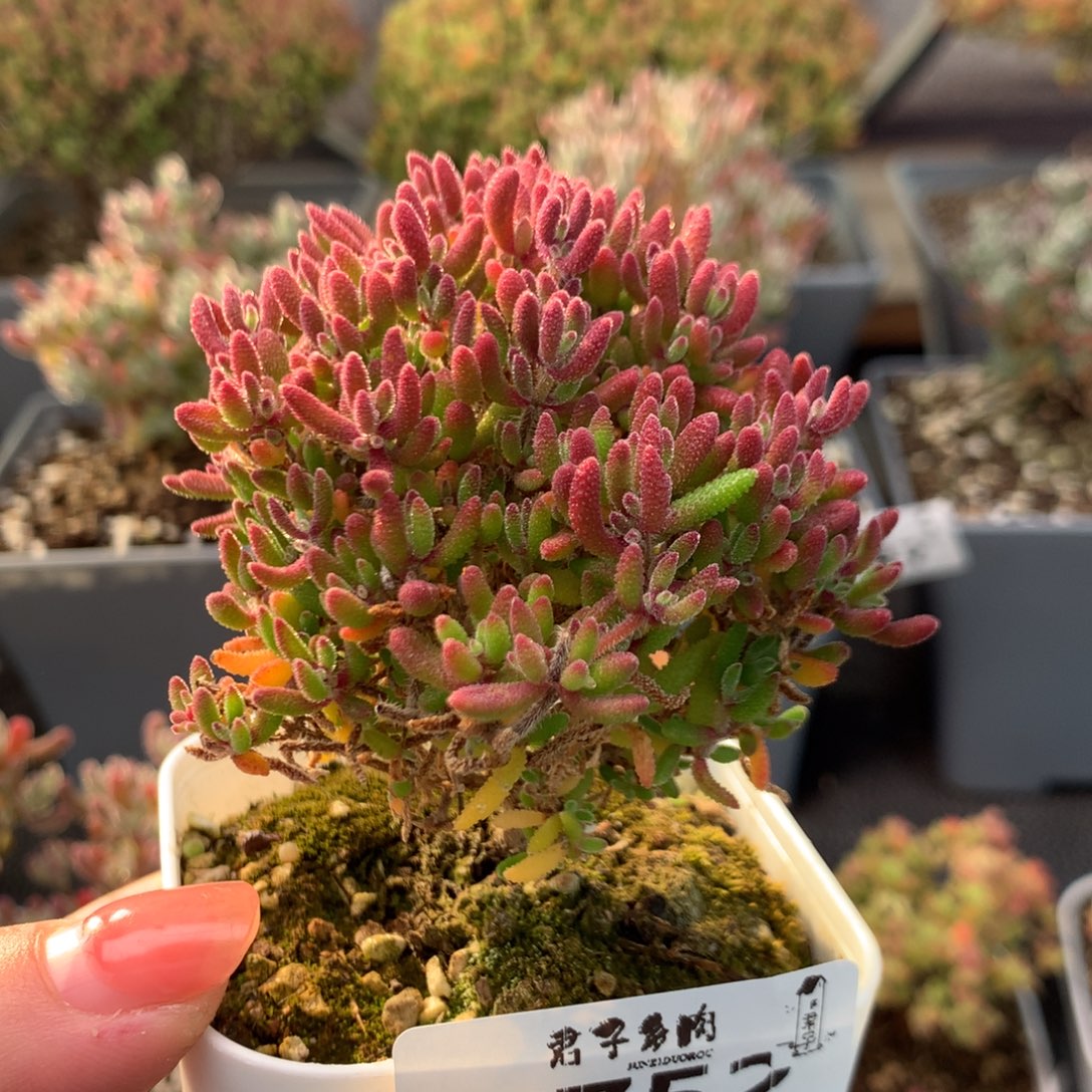 752红麒麟               