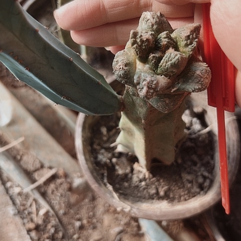 707仙人球清棚特价