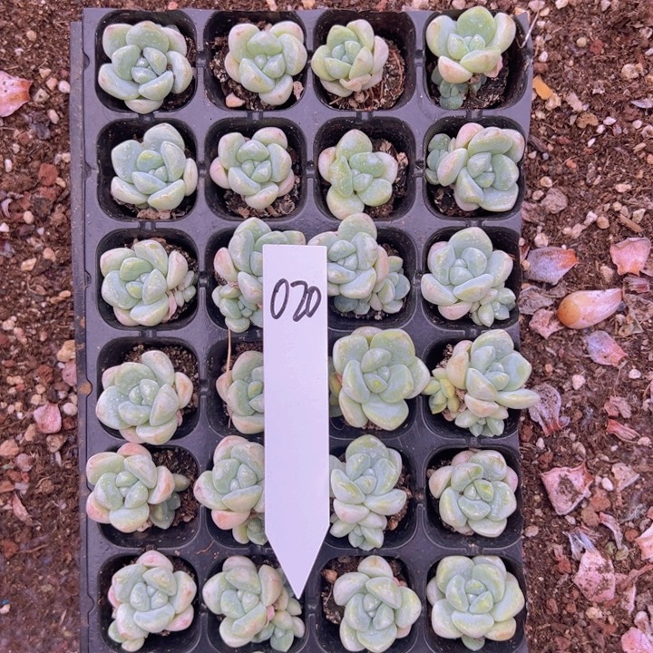 020单双群混奶油冰玉！