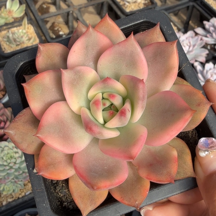 卡梅拉锦腹轮锦一颗