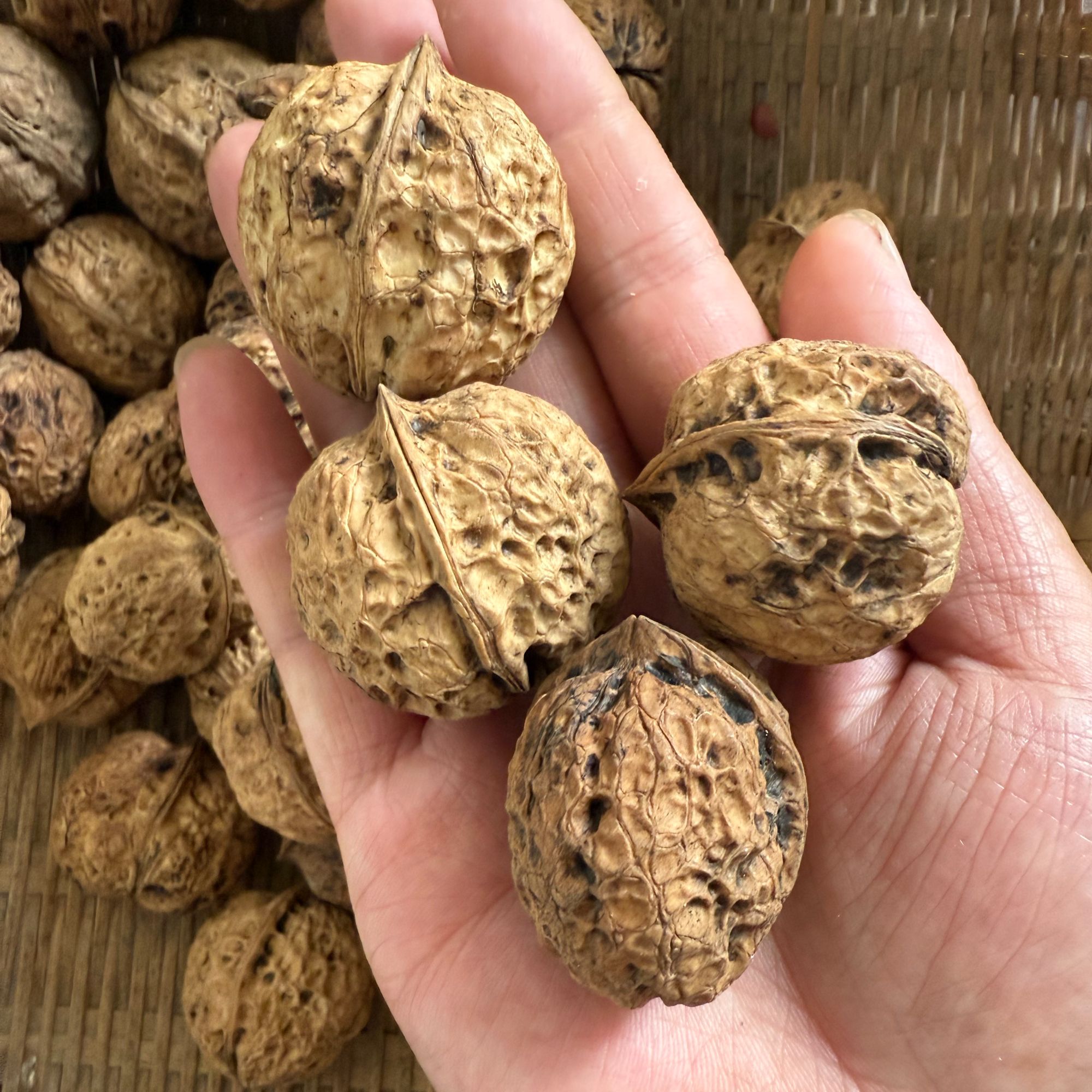 山货 精选野生核桃