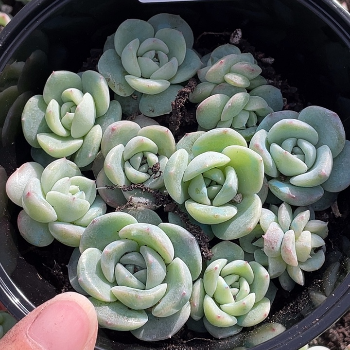 OTO多肉切糕优选dy2498