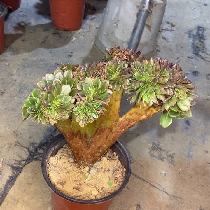 万黄缀多肉植物8。 