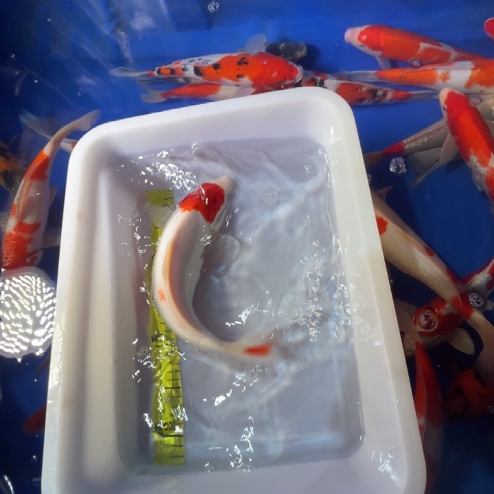 锦鲤锦鲤红白三色