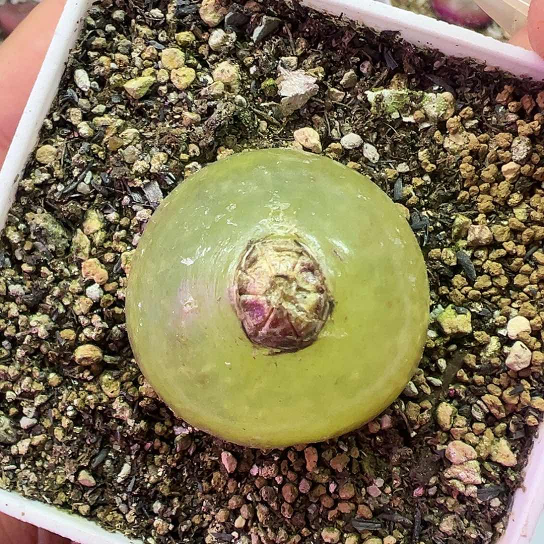 3.3厘米灯泡带盆土发货