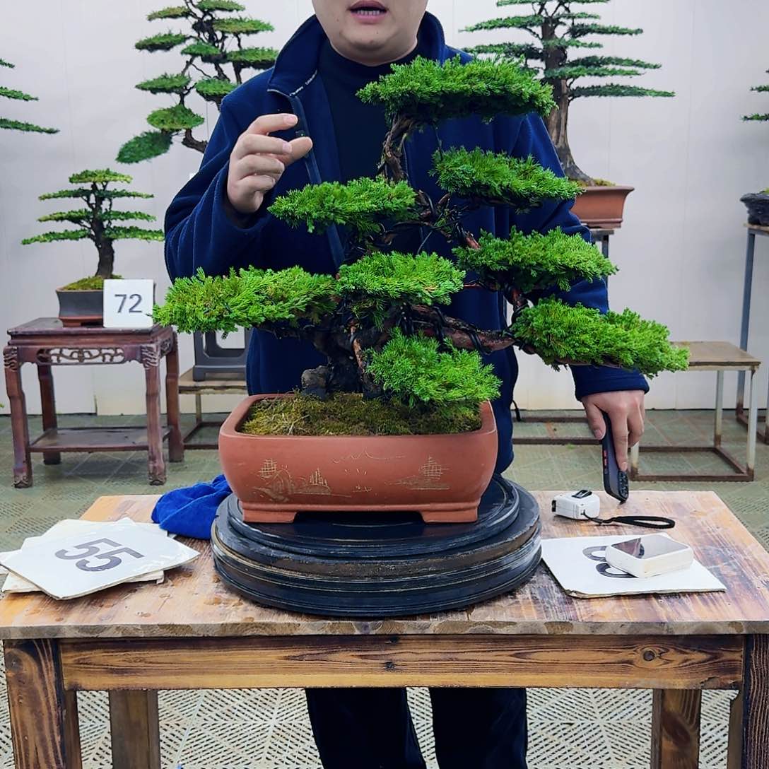 盆景柏树造型盆景