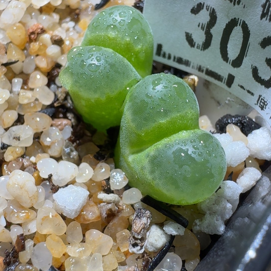 高品质生石花清清3035