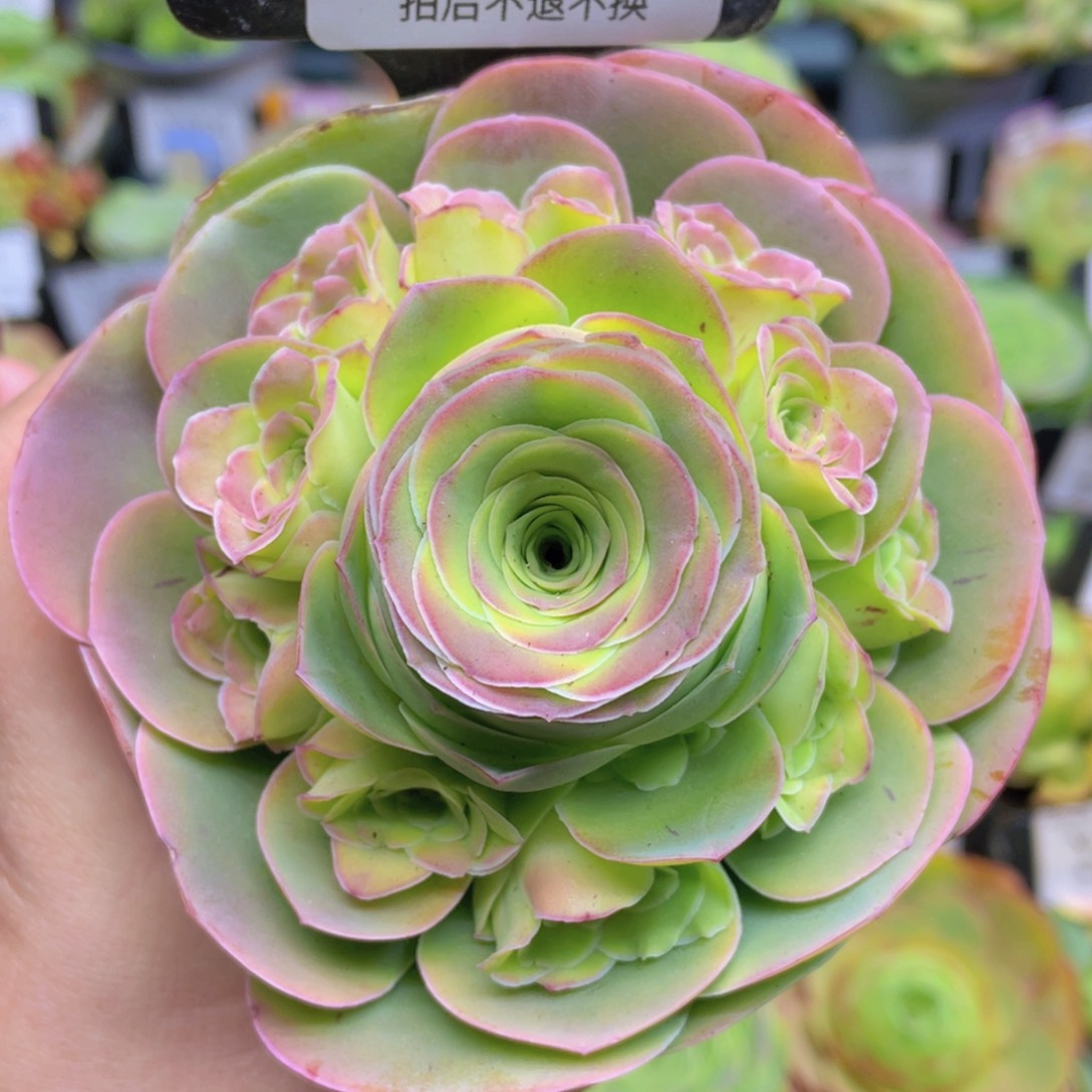 时笙玫瑰新年福利491