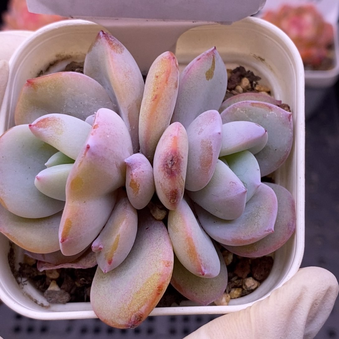 【闪购商品】21-162