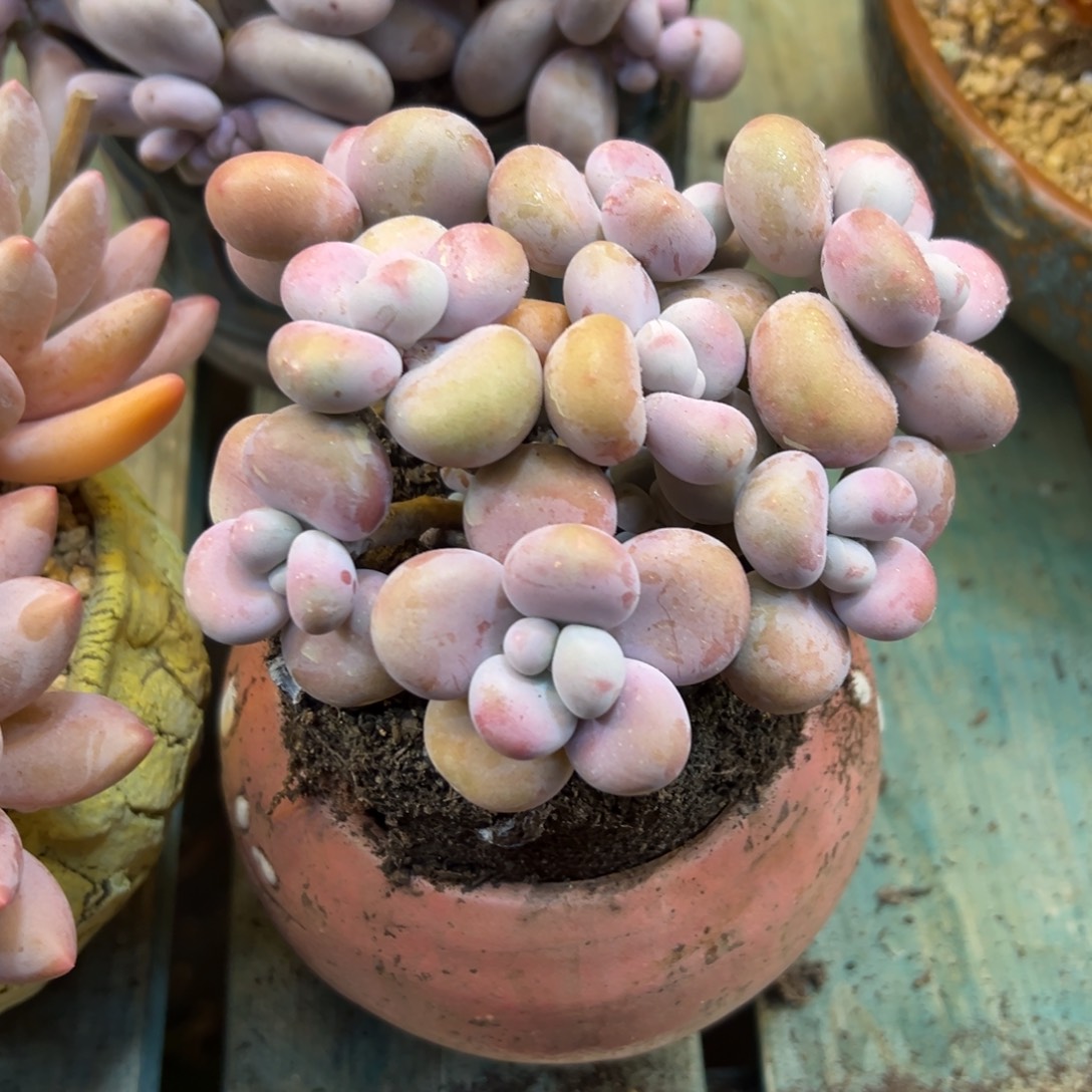 白***白腰子蛋一物一拍多肉