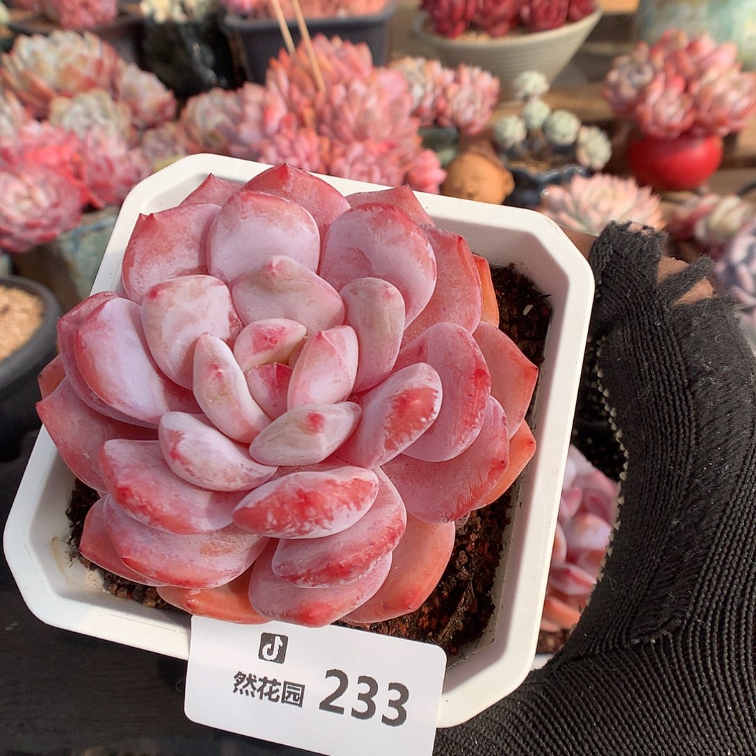 233紫奇橙多肉植物6666