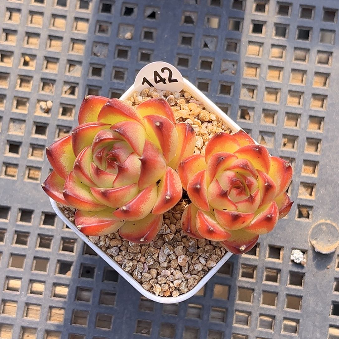 142  月亮石 满18包邮