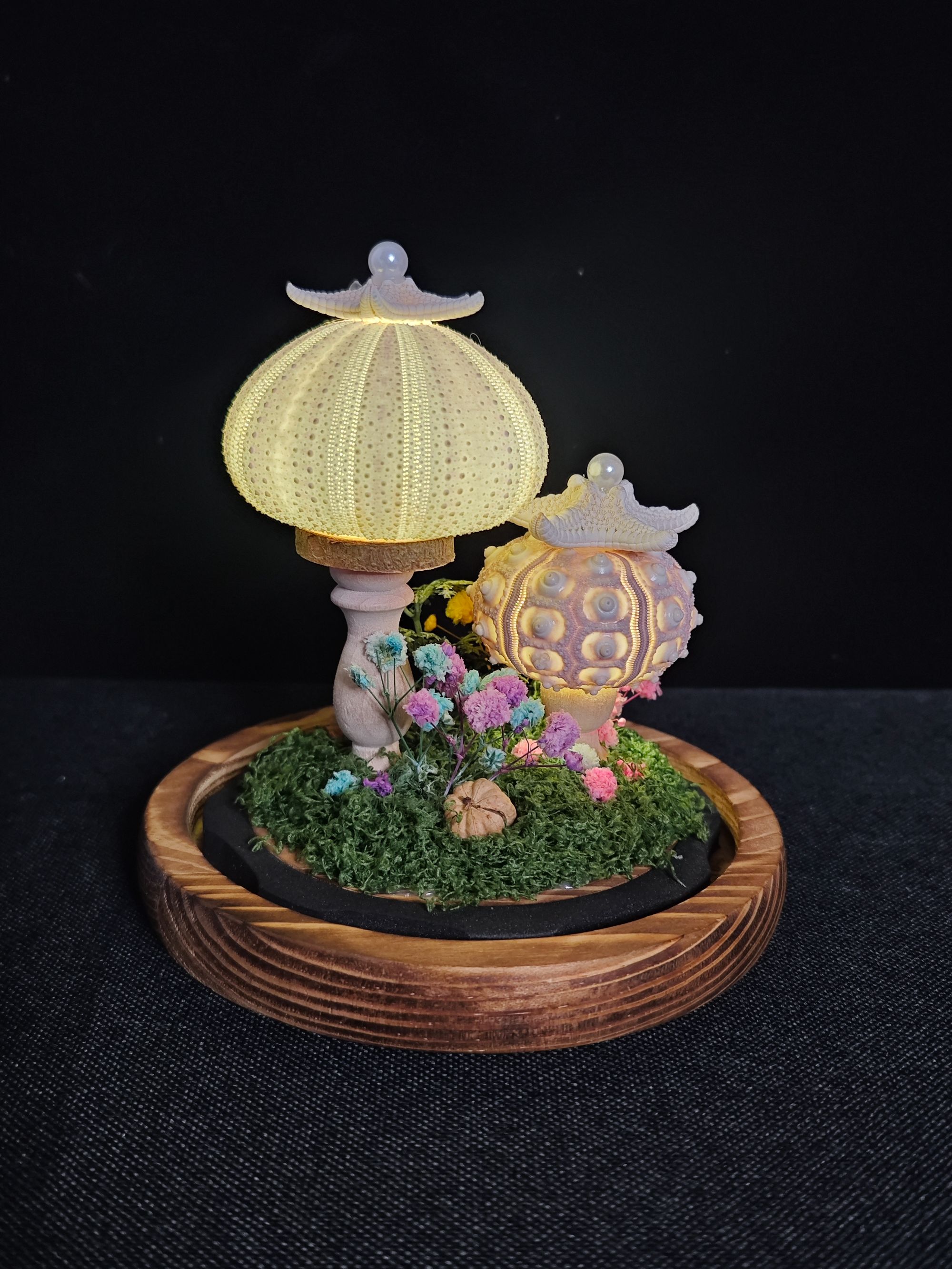 苔屿星光海胆灯家居摆件小夜灯生日礼物