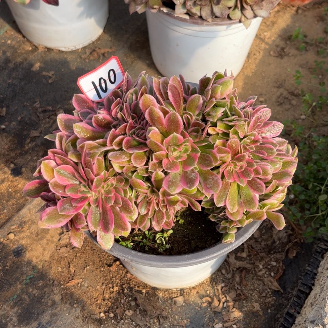 100多肉植物粉女巫缀化