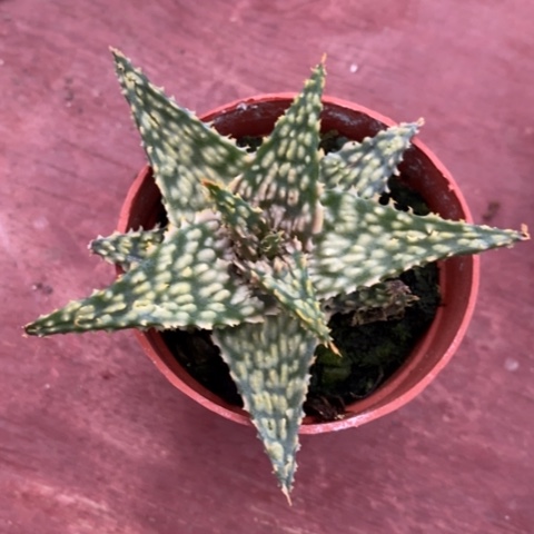 迷离芦荟6仙人球