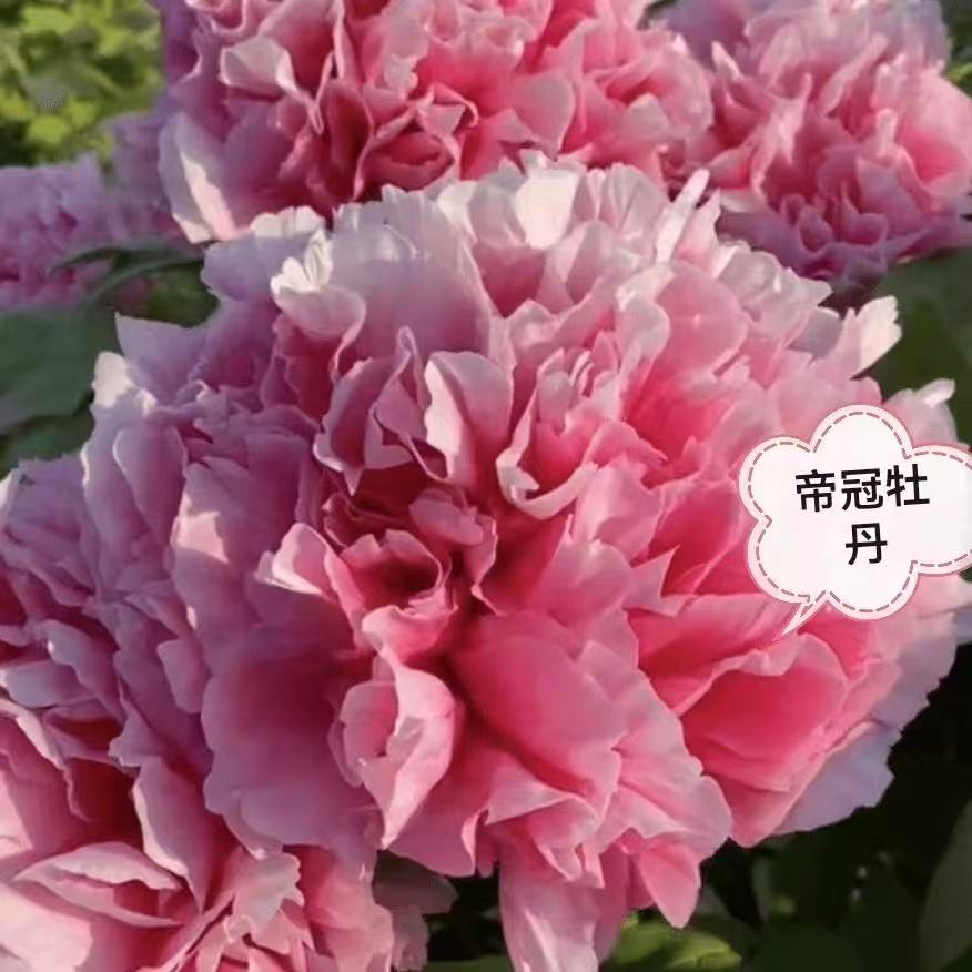 进口稀有品种帝冠粉色系大绣球花型