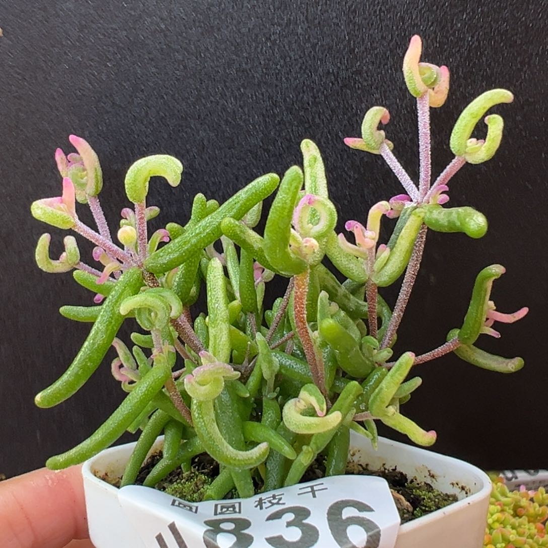 u836彩虹卷锦盆口5cm